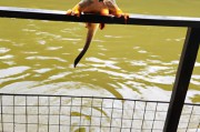 世界上有水猴子吗